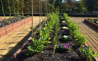 Even the young vegetables grow in a straight line. © Ecovegetal Vegetable plots on a rooftop with wooden decking